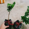 Cây Cam Nhật cam ngọt siêu trái - chuẩn bị cho trái, giao như video, chỉ 75.000₫ 7