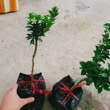 Cây Cam Nhật cam ngọt siêu trái - chuẩn bị cho trái, giao như video, chỉ 75.000₫ 7