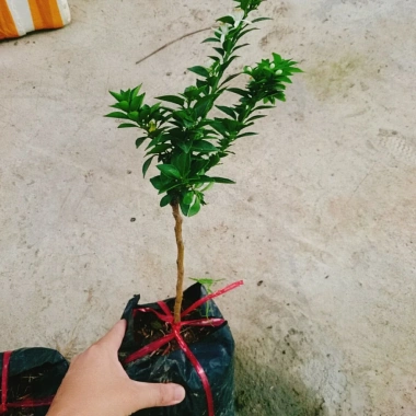 Cây Cam Nhật cam ngọt siêu trái - chuẩn bị cho trái, giao như video, chỉ 75.000₫ 8