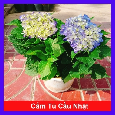 Cây cẩm tú cầu Nhật đang hoa - Cây cảnh để bàn, giảm giá tới 20%, chỉ 85.000₫
