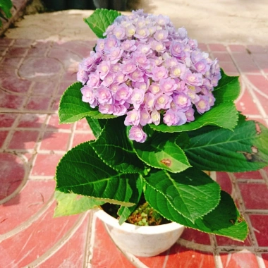 Cây cẩm tú cầu Nhật đang hoa - Cây cảnh để bàn, giảm giá tới 20%, chỉ 85.000₫