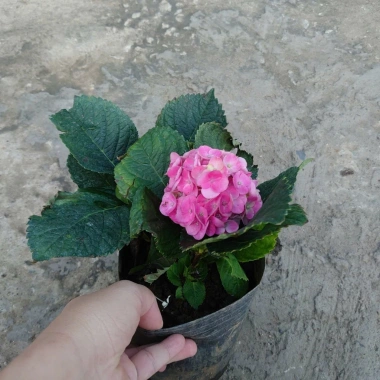 Cây cẩm tú cầu Nhật đang hoa - Cây cảnh để bàn, giảm giá tới 20%, chỉ 85.000₫
