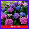 Cây Cẩm Tú Cầu trưởng thành cao 60cm chuẩn bị nụ hoa, giá ưu đãi 55.000 VND