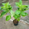 Cây Cẩm Tú Cầu trưởng thành cao 60cm chuẩn bị nụ hoa, giá ưu đãi 55.000 VND 2