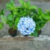Cây Cẩm Tú Cầu trưởng thành cao 60cm chuẩn bị nụ hoa, giá ưu đãi 55.000 VND 4