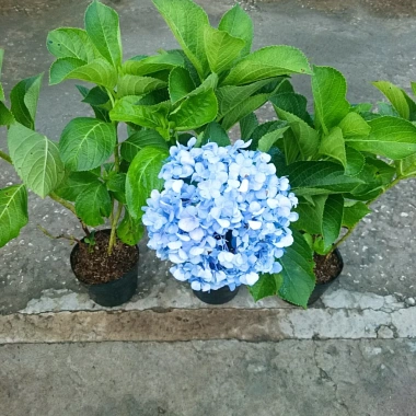 Cây Cẩm Tú Cầu trưởng thành cao 60cm chuẩn bị nụ hoa, giá ưu đãi 55.000 VND