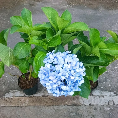 Cây Cẩm Tú Cầu trưởng thành cao 60cm chuẩn bị nụ hoa, giá ưu đãi 55.000 VND 5 Cây Cẩm Tú Cầu trưởng thành cao 60cm chuẩn bị nụ hoa, giá ưu đãi 55.000 VND 5