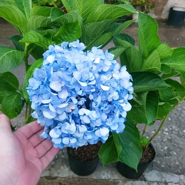 Cây Cẩm Tú Cầu trưởng thành cao 60cm chuẩn bị nụ hoa, giá ưu đãi 55.000 VND 6 Cây Cẩm Tú Cầu trưởng thành cao 60cm chuẩn bị nụ hoa, giá ưu đãi 55.000 VND 6