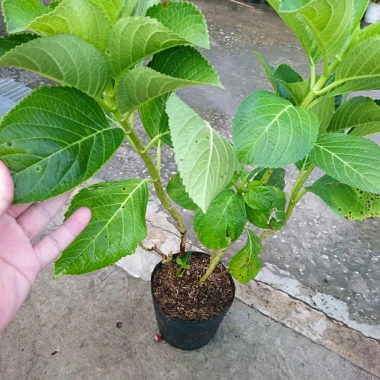 Cây Cẩm Tú Cầu trưởng thành cao 60cm chuẩn bị nụ hoa, giá ưu đãi 55.000 VND
