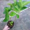 Cây Cẩm Tú Cầu trưởng thành cao 60cm chuẩn bị nụ hoa, giá ưu đãi 55.000 VND 8