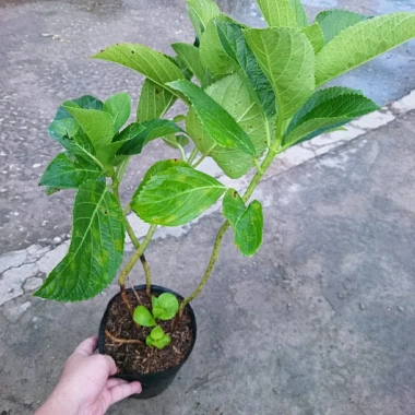 Cây Cẩm Tú Cầu trưởng thành cao 60cm chuẩn bị nụ hoa, giá ưu đãi 55.000 VND