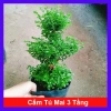 Cây Cẩm Tú Mai 3 Tầng - Cây Cảnh Để Bàn Giá Ưu Đãi 89.000 VND, Thân Mạnh Mẽ, Không Khó Trồng
