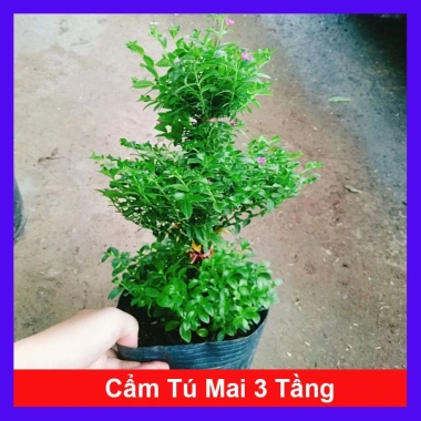 Cây Cẩm Tú Mai 3 Tầng - Cây Cảnh Để Bàn Giá Ưu Đãi 89.000 VND, Thân Mạnh Mẽ, Không Khó Trồng