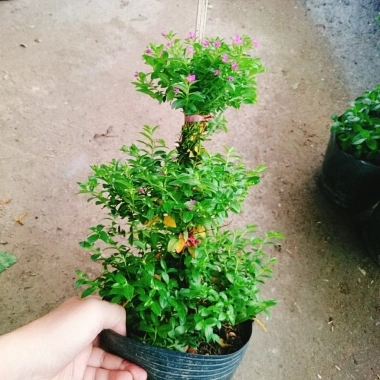 Cây Cẩm Tú Mai 3 Tầng - Cây Cảnh Để Bàn Giá Ưu Đãi 89.000 VND, Thân Mạnh Mẽ, Không Khó Trồng 2