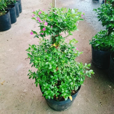 Cây Cẩm Tú Mai 3 Tầng - Cây Cảnh Để Bàn Giá Ưu Đãi 89.000 VND, Thân Mạnh Mẽ, Không Khó Trồng 3