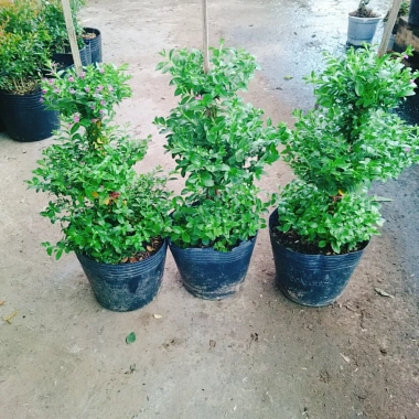 Cây Cẩm Tú Mai 3 Tầng - Cây Cảnh Để Bàn Giá Ưu Đãi 89.000 VND, Thân Mạnh Mẽ, Không Khó Trồng 4