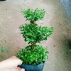 Cây Cẩm Tú Mai 3 Tầng - Cây Cảnh Để Bàn Giá Ưu Đãi 89.000 VND, Thân Mạnh Mẽ, Không Khó Trồng 5