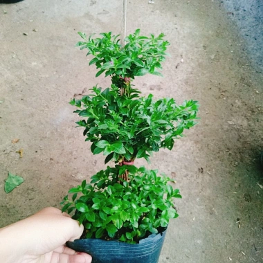 Cây Cẩm Tú Mai 3 Tầng - Cây Cảnh Để Bàn Giá Ưu Đãi 89.000 VND, Thân Mạnh Mẽ, Không Khó Trồng 5