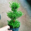 Cây Cẩm Tú Mai 3 Tầng - Cây Cảnh Để Bàn Giá Ưu Đãi 89.000 VND, Thân Mạnh Mẽ, Không Khó Trồng 6