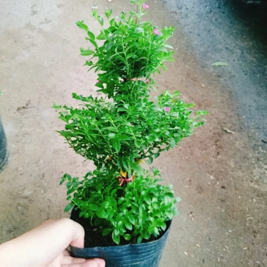 Cây Cẩm Tú Mai 3 Tầng - Cây Cảnh Để Bàn Giá Ưu Đãi 89.000 VND, Thân Mạnh Mẽ, Không Khó Trồng 6