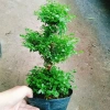 Cây Cẩm Tú Mai 3 Tầng - Cây Cảnh Để Bàn Giá Ưu Đãi 89.000 VND, Thân Mạnh Mẽ, Không Khó Trồng 7