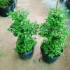 Cây Cẩm Tú Mai 3 Tầng - Cây Cảnh Để Bàn Giá Ưu Đãi 89.000 VND, Thân Mạnh Mẽ, Không Khó Trồng 8