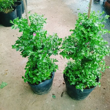 Cây Cẩm Tú Mai 3 Tầng - Cây Cảnh Để Bàn Giá Ưu Đãi 89.000 VND, Thân Mạnh Mẽ, Không Khó Trồng 8