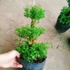 Cây Cẩm Tú Mai 3 Tầng - Cây Cảnh Để Bàn Giá Ưu Đãi 89.000 VND, Thân Mạnh Mẽ, Không Khó Trồng 9
