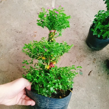 Cây Cẩm Tú Mai 3 Tầng - Cây Cảnh Để Bàn Giá Ưu Đãi 89.000 VND, Thân Mạnh Mẽ, Không Khó Trồng 9