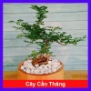 Cây Cần Thăng Bonsai Mini - Cây Cảnh Nhỏ Xinh Giá 63.000đ Giảm Giá Đặc Biệt