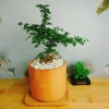 Cây Cần Thăng Bonsai Mini - Cây Cảnh Nhỏ Xinh Giá 63.000đ Giảm Giá Đặc Biệt 2