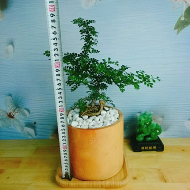 Cây Cần Thăng Bonsai Mini - Cây Cảnh Nhỏ Xinh Giá 63.000đ Giảm Giá Đặc Biệt