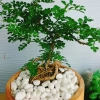 Cây Cần Thăng Bonsai Mini - Cây Cảnh Nhỏ Xinh Giá 63.000đ Giảm Giá Đặc Biệt 4