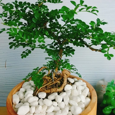 Cây Cần Thăng Bonsai Mini - Cây Cảnh Nhỏ Xinh Giá 63.000đ Giảm Giá Đặc Biệt