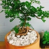Cây Cần Thăng Bonsai Mini - Cây Cảnh Nhỏ Xinh Giá 63.000đ Giảm Giá Đặc Biệt 5