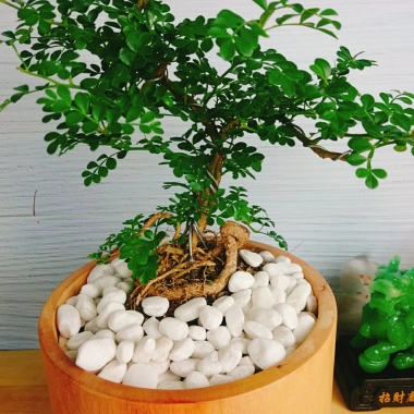 Cây Cần Thăng Bonsai Mini - Cây Cảnh Nhỏ Xinh Giá 63.000đ Giảm Giá Đặc Biệt