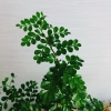 Cây Cần Thăng Bonsai Mini - Cây Cảnh Nhỏ Xinh Giá 63.000đ Giảm Giá Đặc Biệt 6