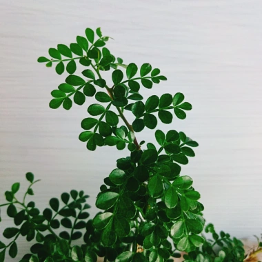 Cây Cần Thăng Bonsai Mini - Cây Cảnh Nhỏ Xinh Giá 63.000đ Giảm Giá Đặc Biệt