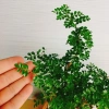 Cây Cần Thăng Bonsai Mini - Cây Cảnh Nhỏ Xinh Giá 63.000đ Giảm Giá Đặc Biệt 7