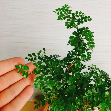 Cây Cần Thăng Bonsai Mini - Cây Cảnh Nhỏ Xinh Giá 63.000đ Giảm Giá Đặc Biệt 7 Cây Cần Thăng Bonsai Mini - Cây Cảnh Nhỏ Xinh Giá 63.000đ Giảm Giá Đặc Biệt 7