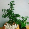Cây Cần Thăng Bonsai Mini - Cây Cảnh Nhỏ Xinh Giá 63.000đ Giảm Giá Đặc Biệt 8