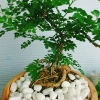 Cây Cần Thăng Bonsai Mini - Cây Cảnh Nhỏ Xinh Giá 63.000đ Giảm Giá Đặc Biệt 9