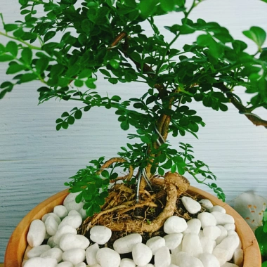Cây Cần Thăng Bonsai Mini - Cây Cảnh Nhỏ Xinh Giá 63.000đ Giảm Giá Đặc Biệt