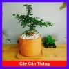 Cây Cần Thăng Bonsai Mini - Cây Cảnh Nhỏ Xinh Giá 63.000đ Giảm Giá Đặc Biệt 10