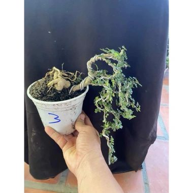 Cây cần thăng mini tán đổ xuống - Giá ưu đãi 68.000 VNĐ, trang trí không gian xanh mát