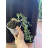 Cây cần thăng mini tán đổ xuống - Giá ưu đãi 68.000 VNĐ, trang trí không gian xanh mát 2