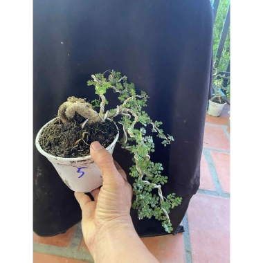 Cây cần thăng mini tán đổ xuống - Giá ưu đãi 68.000 VNĐ, trang trí không gian xanh mát
