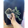 Cây cần thăng mini tán đổ xuống - Giá ưu đãi 68.000 VNĐ, trang trí không gian xanh mát 3