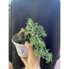 Cây cần thăng mini tán đổ xuống - Giá ưu đãi 68.000 VNĐ, trang trí không gian xanh mát 4