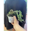 Cây cần thăng mini tán đổ xuống - Giá ưu đãi 68.000 VNĐ, trang trí không gian xanh mát 5